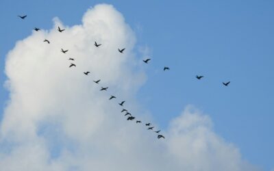 Why Leaders Should Practice Following
